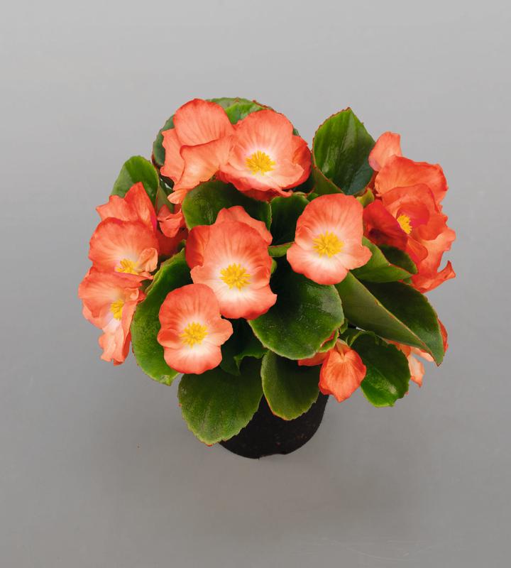Begonia Sprint Plus Orange Bicolour - 10 seeds