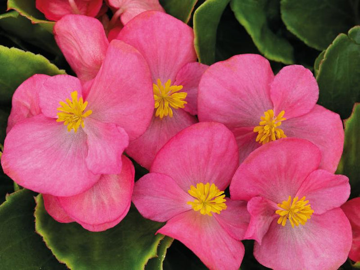 Begonia Sprint Plus Rose - 10 seeds