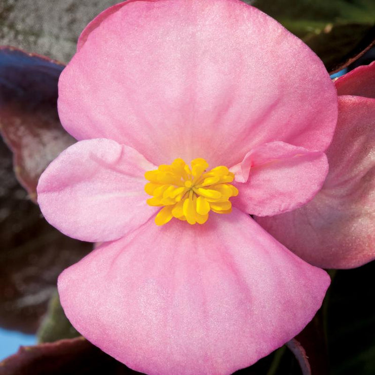 Begonia Rl Eris Pink - 10 seeds