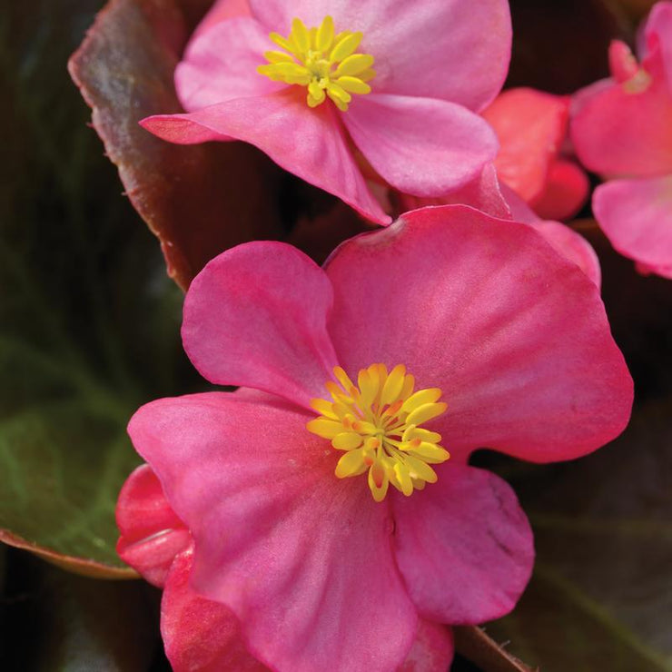 Begonia Rl Eris Rose - 10 seeds