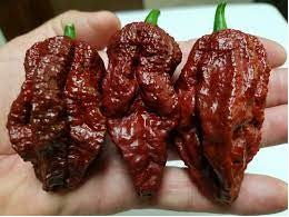 Bhutlah Cheesehead Chocolate - Capsicum chinense - 5 Seeds