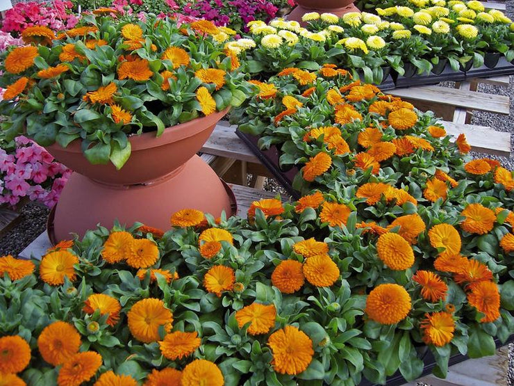 Calendula Bon Bon Orange - 10 seeds