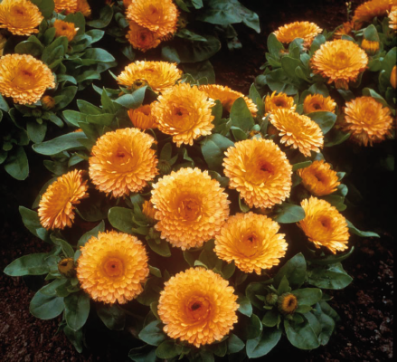 Calendula Bon Bon Apricot- 10 seeds