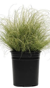 Carex Amazon Mist - 5 seeds