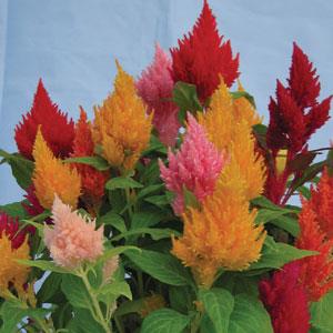 Celosia Kimono Mix - Annual Plant - 10 seeds