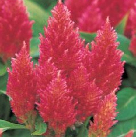 Celosia Kimono Scarlet - Annual Plant - 10 seeds