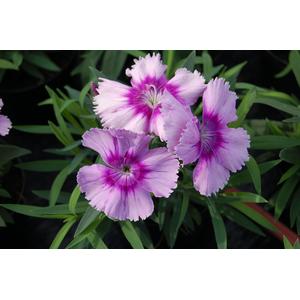 Dianthus Diana Lavender Picotee -10 seeds