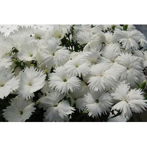 Dianthus Diana White - 10 seeds
