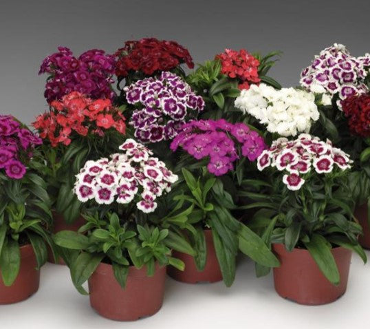 Dianthus Barbarini Formula Mix - 10 seeds