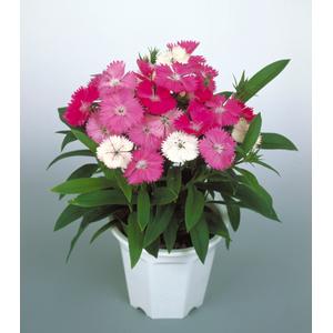 Dianthus Diamond Blush Pink - 10 seeds