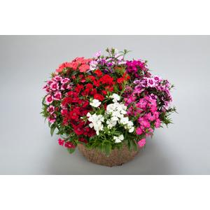 Dianthus Chiba Formula Mixture - 10 seeds