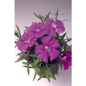 Dianthus Diana Blueberry - 10 seeds