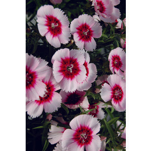 Dianthus Diana Purple Centre White - 10 seeds