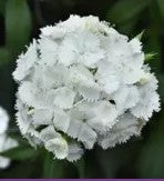 Dianthus Sweet White - 5 seeds