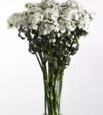 Dianthus Sweet White - 5 seeds