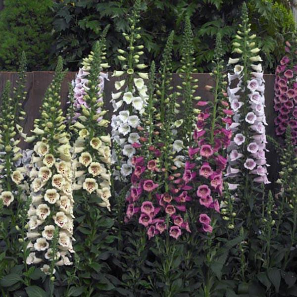 Digitalis Camelot Mix - Common Foxglove - 5 seeds