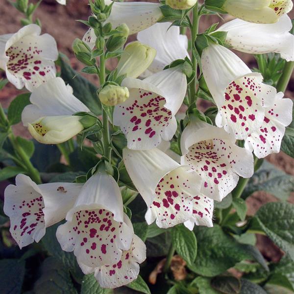 Digitalis Camelot White - Common Foxglove - 5 seeds