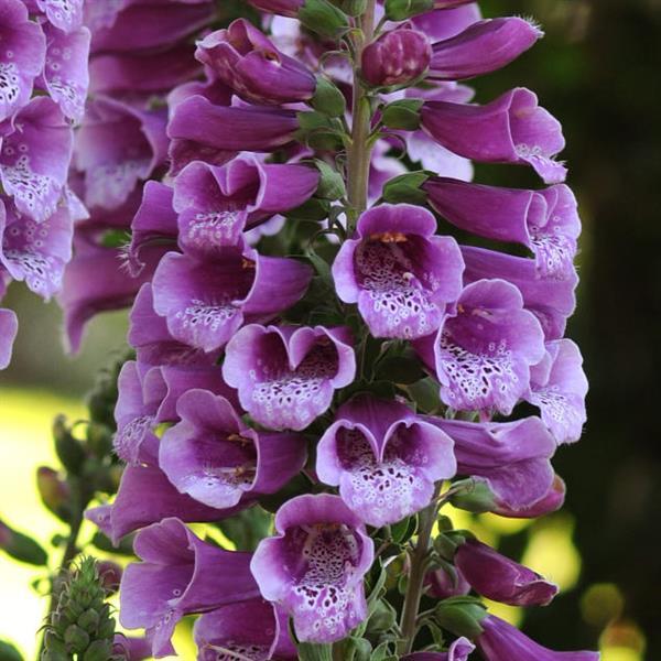 Digitalis Dalmation Purple - 5 seeds