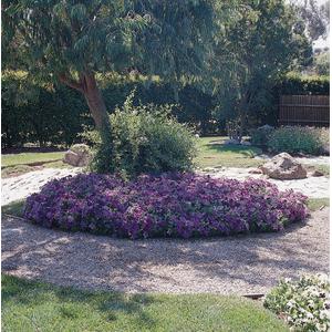 Petunia Dreams Sky Blue - 10 seeds