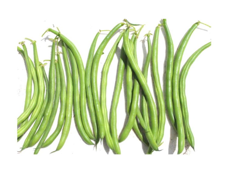 Enclave Bush Beans - Bulk Vegetable Seeds - 1000 seeds