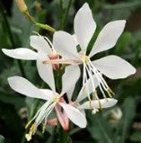 Gaura Sparkle White - Gaura lindheimeri - 5 seeds
