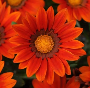 Gazania New Day Bronze - 5 seeds