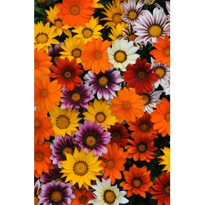 Gazania New Day Mix - 5 seeds