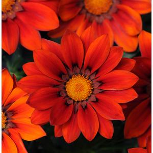 Gazania New Day Red Shades - 5 seeds