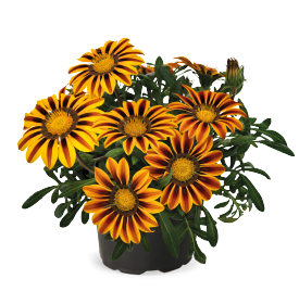 Gazania Zany Orange Flame - 5 seeds