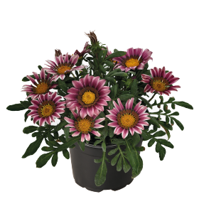 Gazania Zany Pink - 5 seeds