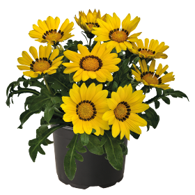 Gazania Zany Yellow - 5 seeds