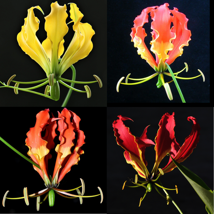 Gloriosa superba (Mixed Red. Orange and Yellow)  - Mixed Flame Lily - 10 seeds