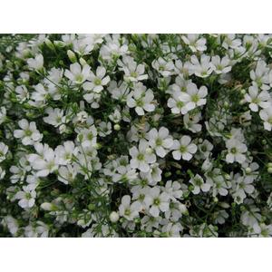 Gypsophila Gypsy White -  5 seeds