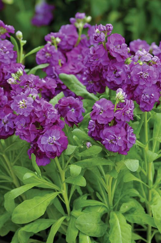 Stocks Hot Cakes Purple - 10 Seeds