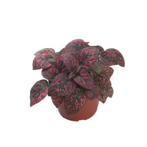 Hypoestes Confetti Compact Red - Evergreen Perrenial Shrub - 10 Seeds