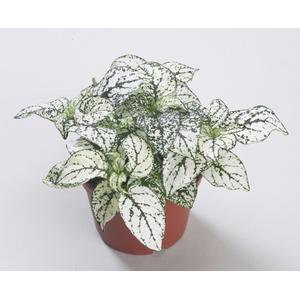 Hypoestes Confetti Compact white - Evergreen Perrenial Shrub - 10 Seeds