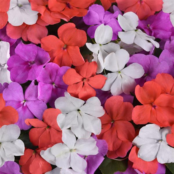 Impatiens Beacon Mix Pearl Island - 10 seeds