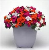 Impatiens Beacon Lindau Mixture - 10 seeds