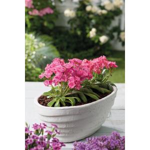 Lewisia Elise Ruby Red - 5 seeds