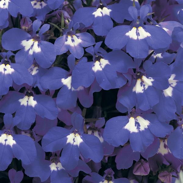 Lobelia Riviera Blue Eyes - 200 seeds