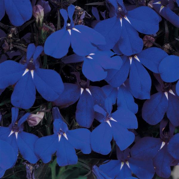 Lobelia Riviera Midnight Blue - 200 seeds