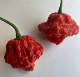 Wartryix M.A Chilli Pepper - Capsicum chinense - 5 Seeds