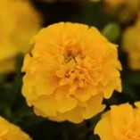 Marigold Hot Pak Gold - 10 seeds