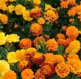 Marigold Hot Pak Mix - 10 seeds