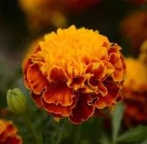 Marigold Hot Pak Spry - 10 seeds