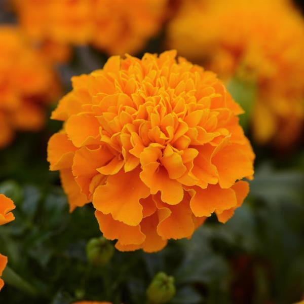 Marigold Hot Pak Orange - 10 seeds | Seeds For Africa