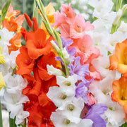Gladiolus - Gladioli - Mixed Colour Flowers - Flower Bulbs (Not Seeds) - 50 Bulbs