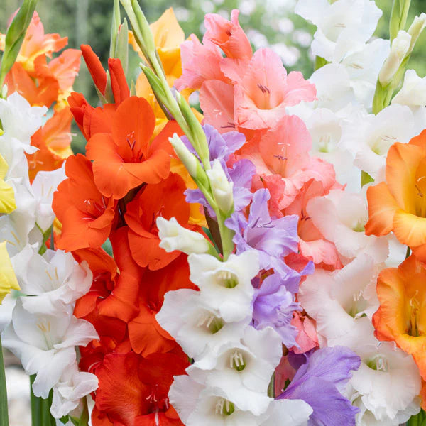 Gladiolus - Gladioli - Mixed Colour Flowers - Flower Bulbs (Not Seeds) - 50 Bulbs