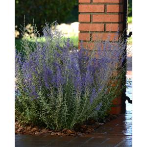 Perovskia Blue Steel - Russian Sage - 5 seeds | Seeds For Africa
