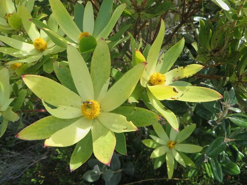 Leucadendron gandogeri  - Broad-leaf Conebush - 5 seeds